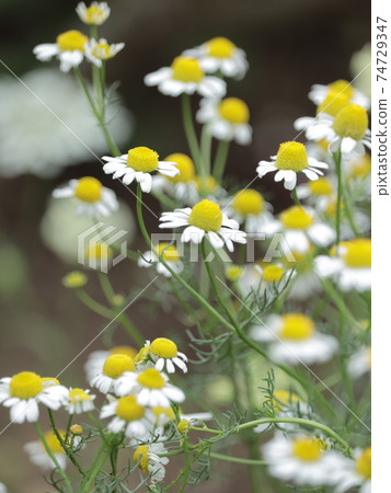 Shaking chamomile 74729347