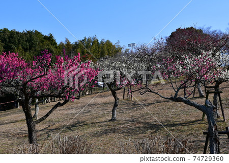Asahi Park in winter, plum grove beginning to bloom, cherry blossoms in winter 74729360