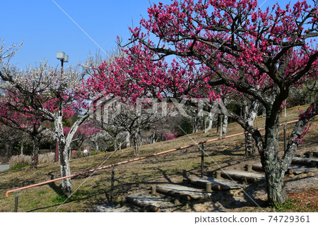 Asahi Park in winter, plum grove beginning to bloom, cherry blossoms in winter 74729361