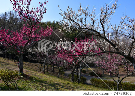 Asahi Park in winter, plum grove beginning to bloom, cherry blossoms in winter 74729362