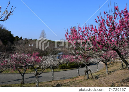 Asahi Park in winter, plum grove beginning to bloom, cherry blossoms in winter Asahi Park in winter, plum grove beginning to bloom, cherry blossoms in winter 74729367