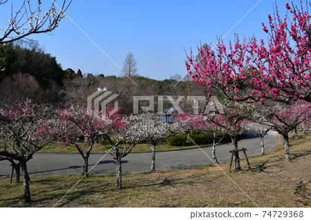 朝日公園在冬天，梅樹開始開花，櫻花在冬天 74729368