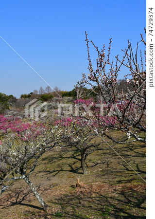 Asahi Park in winter, plum grove beginning to bloom, cherry blossoms in winter 74729374
