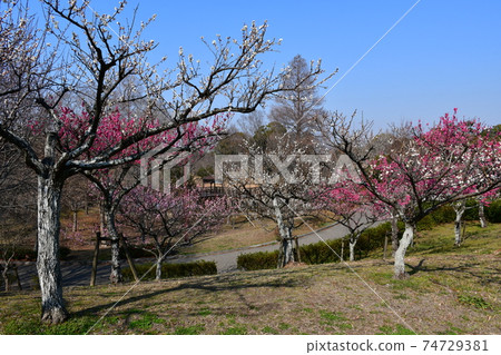 Asahi Park in winter, plum grove beginning to bloom, cherry blossoms in winter 74729381