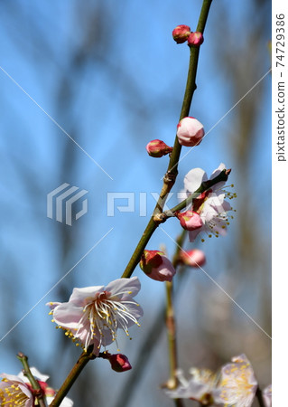 Asahi Park in winter, plum grove beginning to bloom, cherry blossoms in winter 74729386