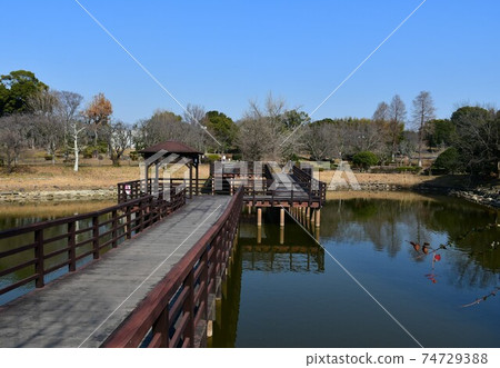 Asahi Park in winter, plum grove beginning to bloom, cherry blossoms in winter 74729388