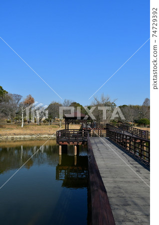 Asahi Park in winter, plum grove beginning to bloom, cherry blossoms in winter 74729392