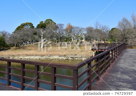 Asahi Park in winter, plum grove beginning to bloom, cherry blossoms in winter 74729397