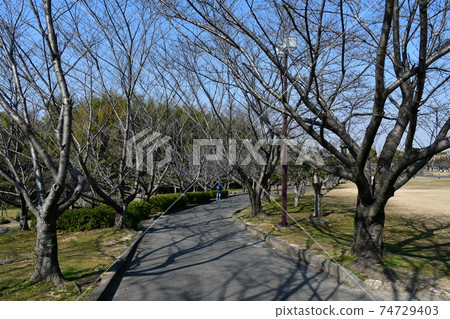 Asahi Park in winter, plum grove beginning to bloom, cherry blossoms in winter 74729403