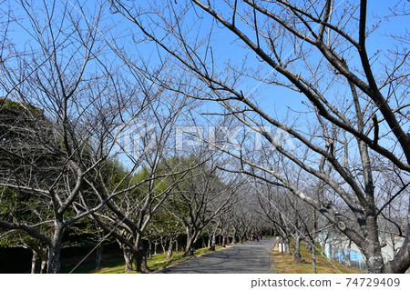 Asahi Park in winter, plum grove beginning to bloom, cherry blossoms in winter 74729409