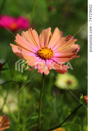 古色古香的粉紅色宇宙 74729602