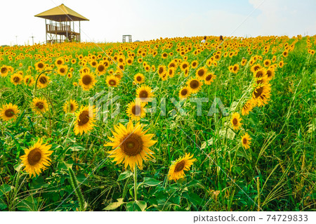 Aichi Ranch, sunflowers in full bloom <Nisshin City, Aichi Prefecture> 74729833