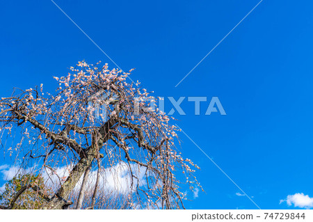 Furouen plum blossoms and blue sky [Yamanashi Prefecture] 74729844