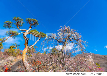 Furouen plum blossoms and blue sky [Yamanashi Prefecture] 74729845