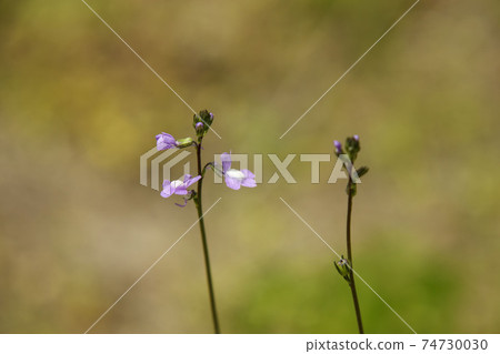 Small purple flower, blue toadflax 74730030