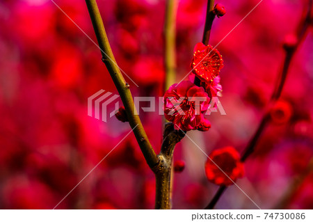 鮮紅梅 鮮紅梅 74730086