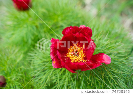 Wild red peony on a green background close-up. Spring flowers turn red in the sun. Wild red peony on a green background close-up. Spring flowers turn red in the sun. 74730145