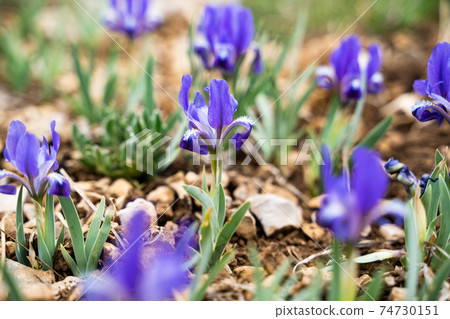 Wild Iris - selective focus, copy space Wild Iris - selective focus, copy space 74730151
