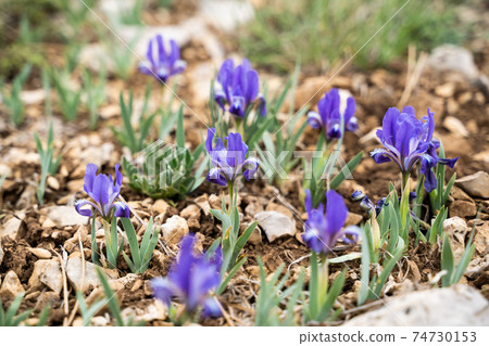 Wild Iris - selective focus, copy space Wild Iris - selective focus, copy space 74730153
