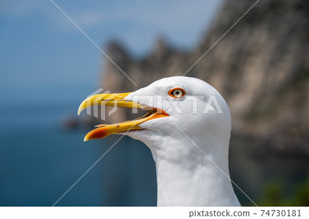 Gull open mouth screaming. Head shot close up gull Gull open mouth screaming. Head shot close up gull 74730181
