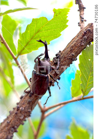 Beetle 74730186