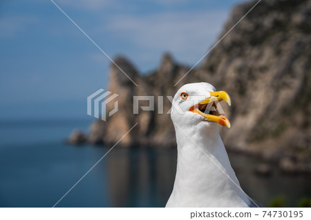 Gull open mouth screaming. Head shot close up gull 74730195