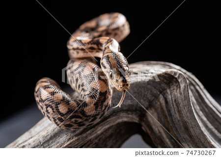 Little smooth snake Coronella austriaca 74730267