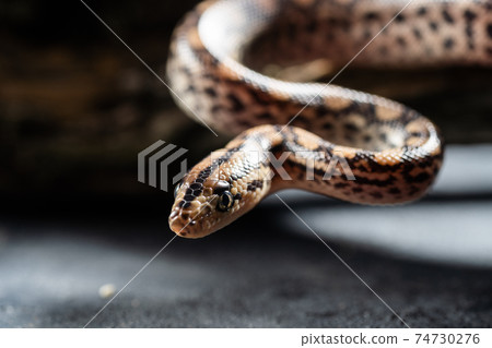 Little smooth snake Coronella austriaca Little smooth snake Coronella austriaca 74730276