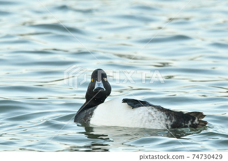 Kinkrochasshuro 74730429