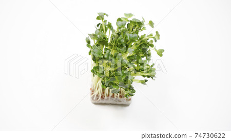 Kaiware white background Kaiware white background 74730622