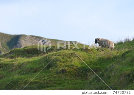 White sheep with curly horns looks left into copy space, sunlit 74730781