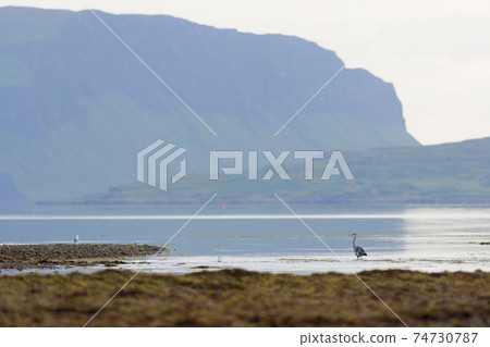 Grey heron stands looking left across low tide water at loch na keal Grey heron stands looking left across low tide water at loch na keal 74730787