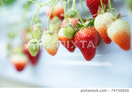 Strawberry picking 74730808