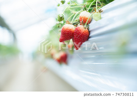Strawberry picking Strawberry picking 74730811