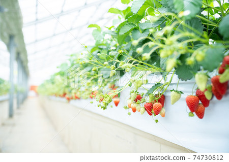 Strawberry picking Strawberry picking 74730812