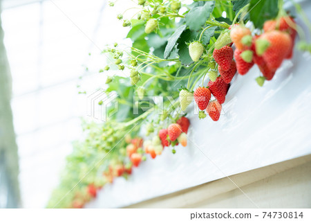 Strawberry picking Strawberry picking 74730814