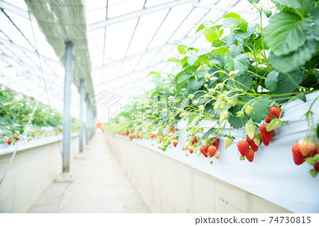 Strawberry picking Strawberry picking 74730815