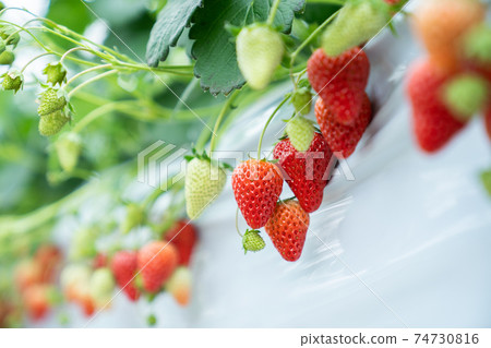 草莓採摘 草莓採摘 74730816