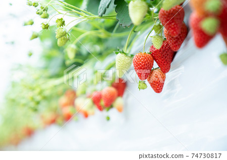 Strawberry picking Strawberry picking 74730817