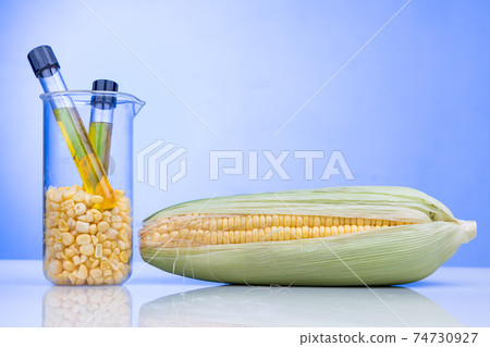 Ethanol biofuel derived from corn maze with beaker test tubes in laboratory on blue background Ethanol biofuel derived from corn maze with beaker test tubes in laboratory on blue background 74730927