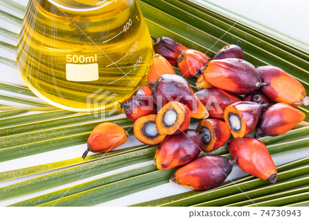 Close-up on Oil palm fruits with biofuel in beaker in laboratory Close-up on Oil palm fruits with biofuel in beaker in laboratory 74730943