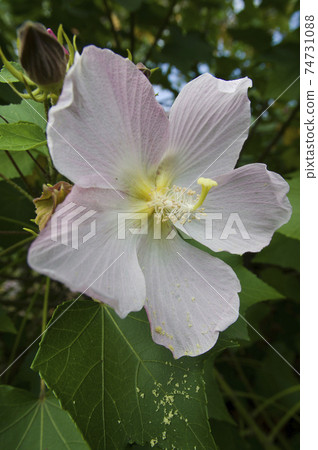 這朵花的名字叫Sakishima Fuyo（Sakishima Fuyo）。 74731088