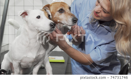 Female vet examining paw of a cute jack russell terrier 74731746