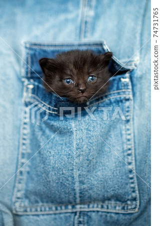 Small kitten in Jeans pocket Small kitten in Jeans pocket 74731765