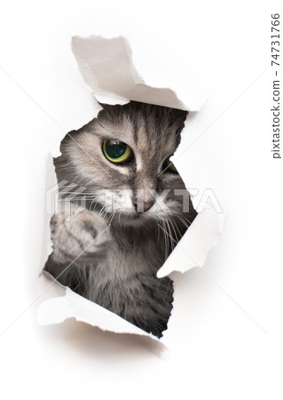 Cat looks into the torn hole Cat looks into the torn hole 74731766