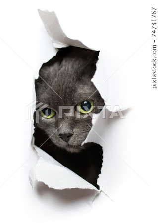 Cat looks into the torn hole Cat looks into the torn hole 74731767