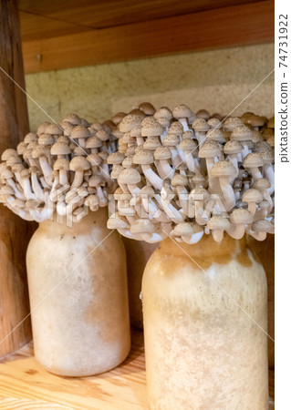 Shimeji cultivation Shimeji cultivation 74731922