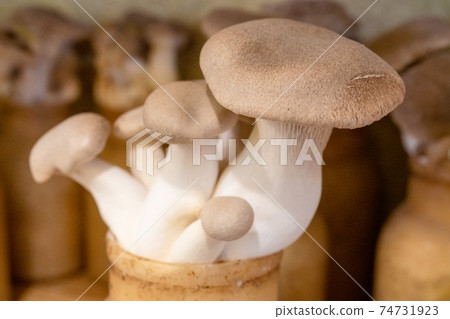 King trumpet cultivation King trumpet cultivation 74731923