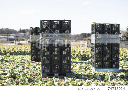 Chinese cabbage field Chinese cabbage Vegetable Field Agriculture Cultivation Business Industry Chinese cabbage Leaf vegetable 74732014