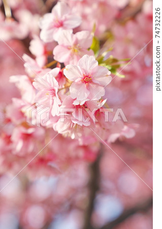 Spring Kawazu cherry blossoms in full bloom 74732226